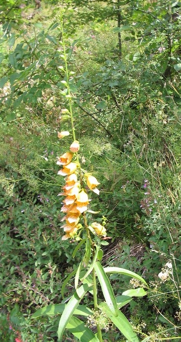 Digitalis laevigata